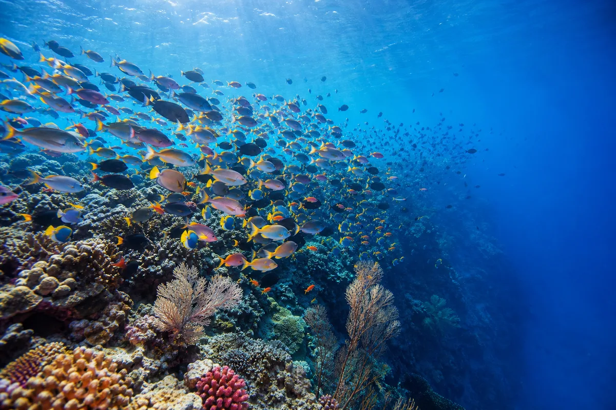 Poissons tropicaux au-dessus d&rsquo;un tombant corallien coloré dans une eau claire