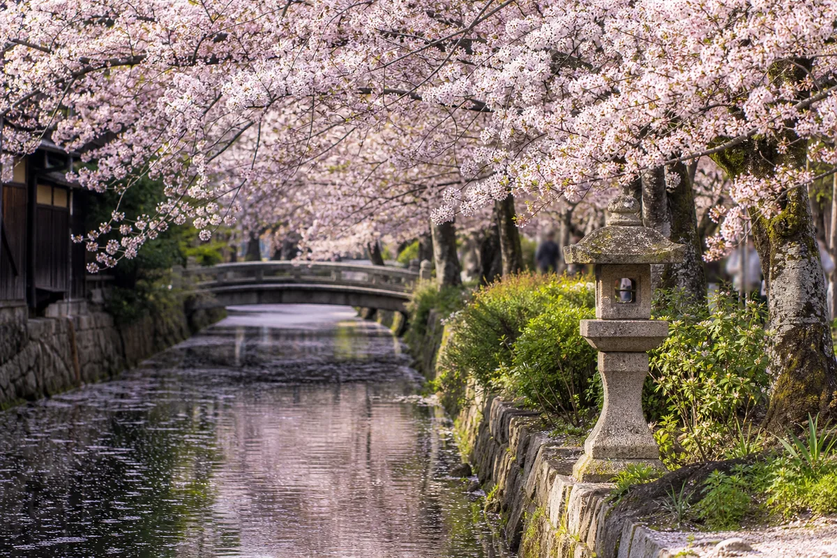 Allée de cerisiers en fleurs bordant un canal à Kyoto au printemps, pétales flottant sur l&rsquo;eau